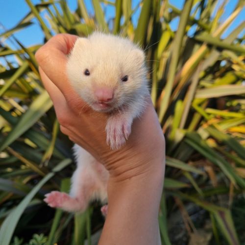 Furet/furetons #4