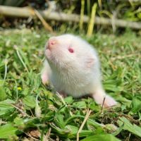 Furet/furetons #1