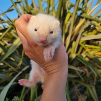 Furet/furetons #4