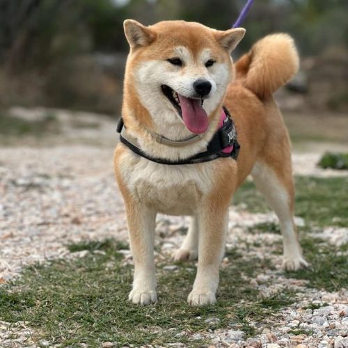 🐾 shiba inu lof d’exception – prestigieuses origi #1