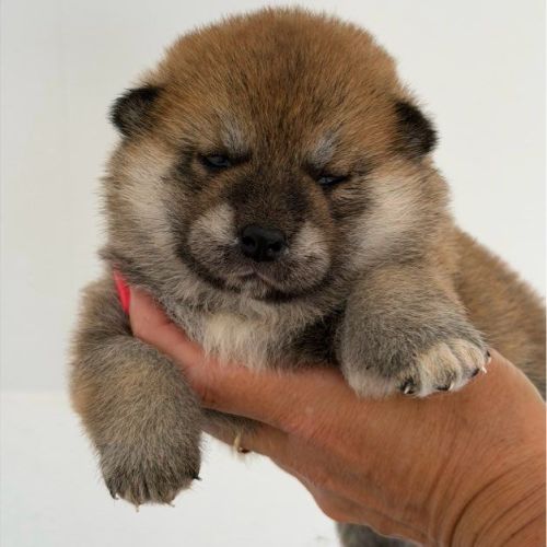 🐾 shiba inu lof d’exception – prestigieuses origi #7