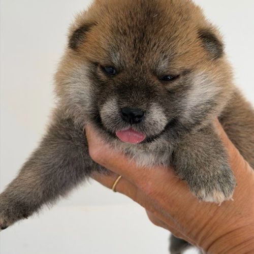 🐾 shiba inu lof d’exception – prestigieuses origi #8