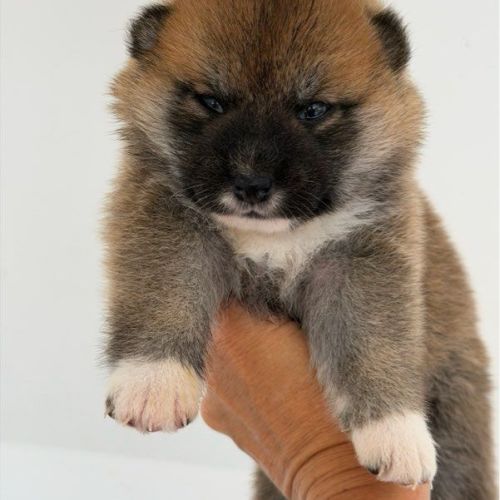 🐾 shiba inu lof d’exception – prestigieuses origi #9