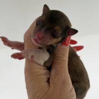 🐾 shiba inu lof d’exception – prestigieuses origi #4