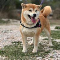 🐾 shiba inu lof d’exception – prestigieuses origi #1