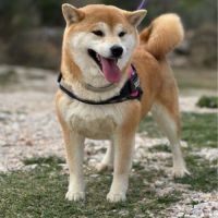 🐾 shiba inu lof d’exception – prestigieuses origi #5