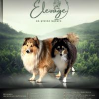 🐾 shiba inu lof d’exception – prestigieuses origi #6