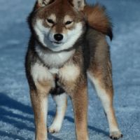 🐾 shiba inu lof d’exception – prestigieuses origi