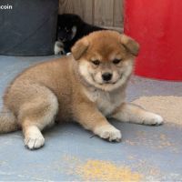 🐾 shiba inu lof d’exception – prestigieuses origi