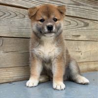 🐾 shiba inu lof d’exception – prestigieuses origi #4