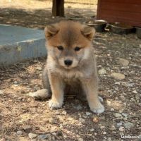 🐾 shiba inu lof d’exception – prestigieuses origi #5
