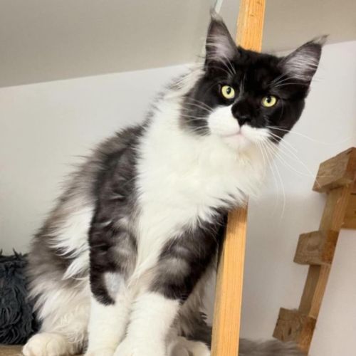 Maine coon loof haut de gamme – tests r.a.s #2