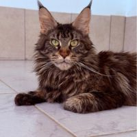 Maine coon loof haut de gamme – tests r.a.s