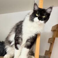 Maine coon loof haut de gamme – tests r.a.s #2