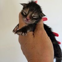 Maine coon loof haut de gamme – tests r.a.s #4