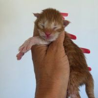 Maine coon loof haut de gamme – tests r.a.s #5
