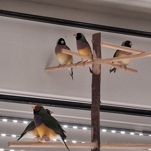 Couple diamants gould #1