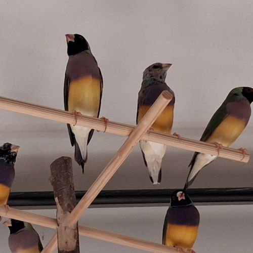 Couple diamants gould #2