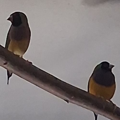 Couple diamants gould