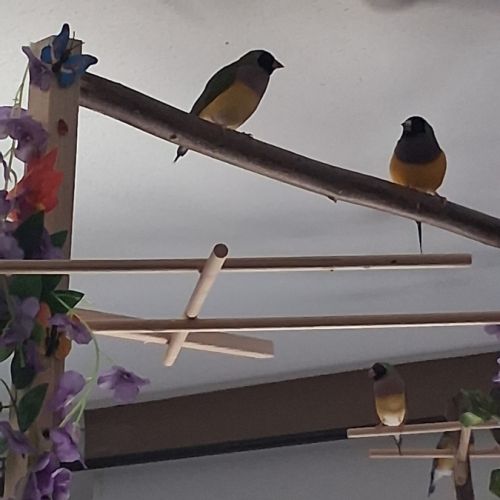 Couple diamants gould #4