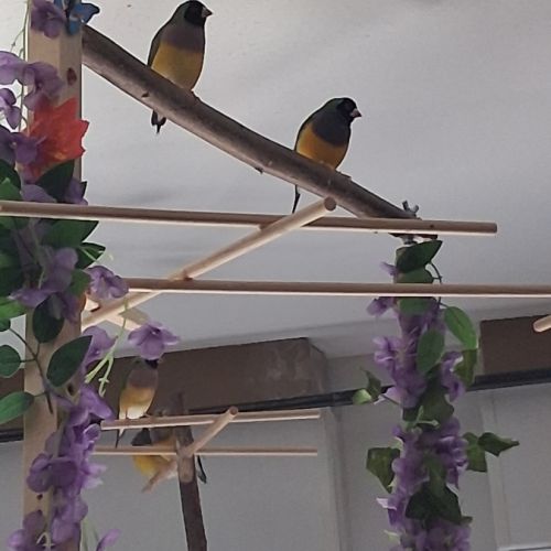 Couple diamants gould #5