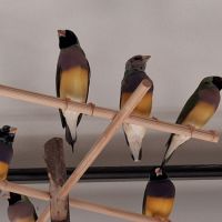 Couple diamants gould #2