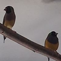 Couple diamants gould #0
