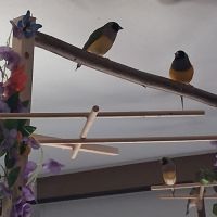 Couple diamants gould #4