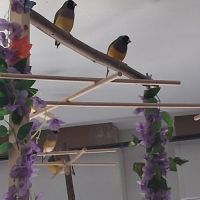 Couple diamants gould #5