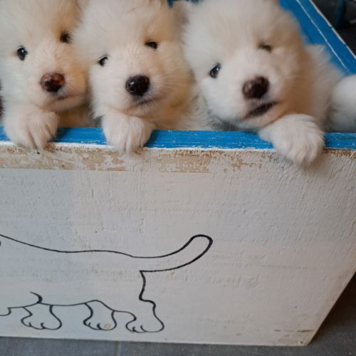 Chiots samoyèdes #0