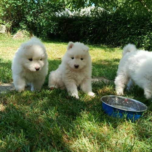 Chiots samoyèdes #2