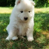 Chiots samoyèdes #3