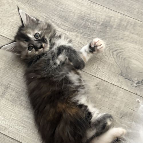 Magnifiques chatons maine coon loof #0
