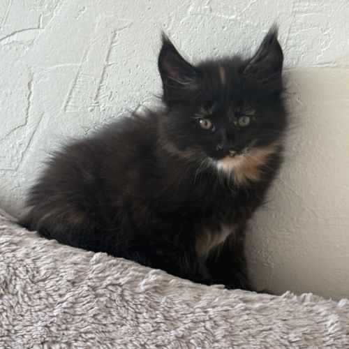 Magnifiques chatons maine coon loof #4
