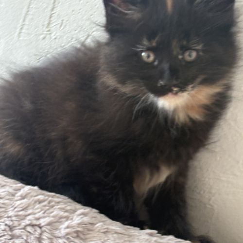 Magnifiques chatons maine coon loof #5