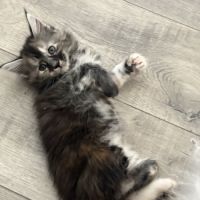 Magnifiques chatons maine coon loof