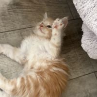 Magnifiques chatons maine coon loof #2