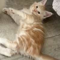 Magnifiques chatons maine coon loof #3