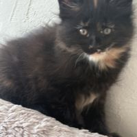 Magnifiques chatons maine coon loof #5