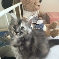 Magnifiques chatons maine coon loof #6