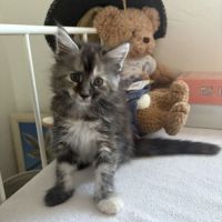 Magnifiques chatons maine coon loof #7