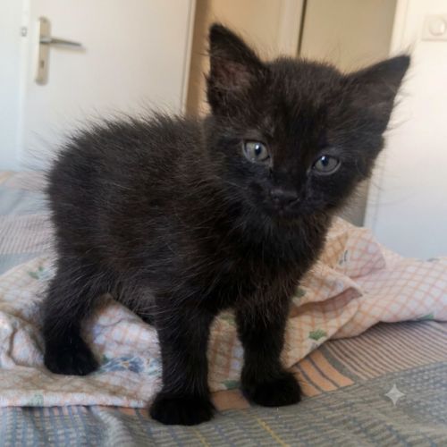 Chaton cookie #2