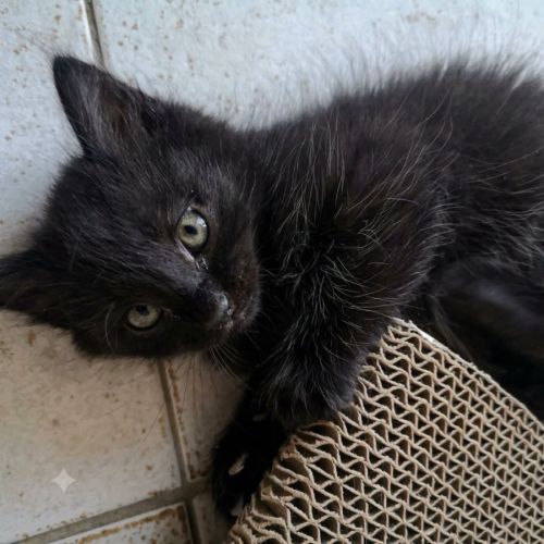 Chaton cookie #3