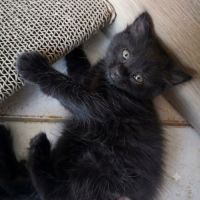 Chaton cookie #0