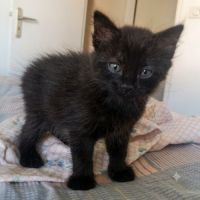 Chaton cookie #2