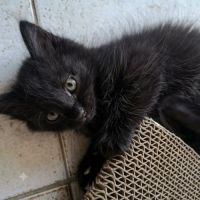 Chaton cookie #3