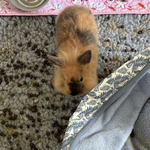 Donne lapin extra nain et bélier #2
