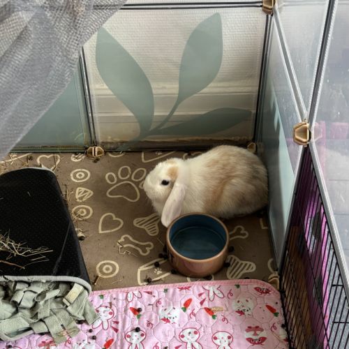 Donne lapin extra nain et bélier #3