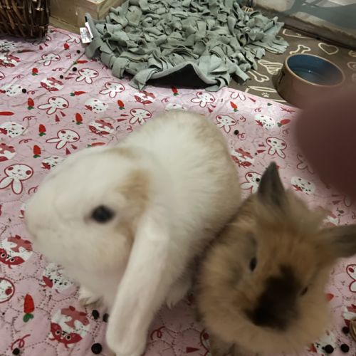 Donne lapin extra nain et bélier