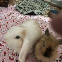 Donne lapin extra nain et bélier #0